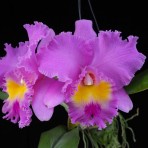 Rhyncholaeliocattleya Wangnamkeaw Pink-Flowering Size